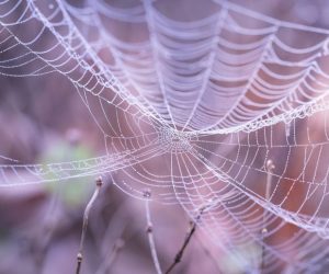 Scientists achieve to create artificial spider silk and open possibilities for the textile industry