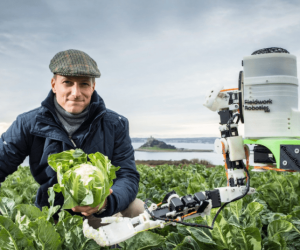 Meet With Cauliflower Picking Robots That Could Revolutionize Farming of The Future