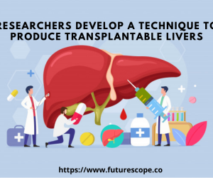 A Technique To Produce Transplantable Human Livers In The Laboratory
